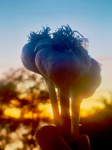 Garlic against sunset background