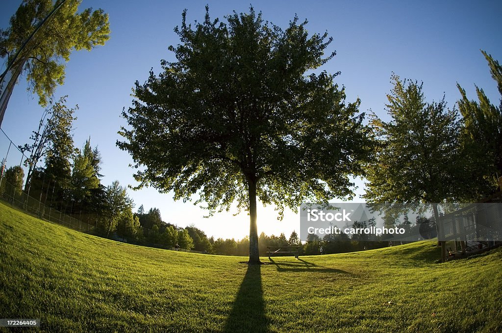 거대한 나무 at Dusk - 로열티 프리 0명 스톡 사진