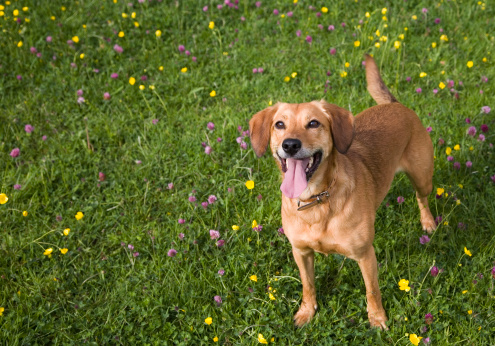 brown dog in a field of buttercups and clover