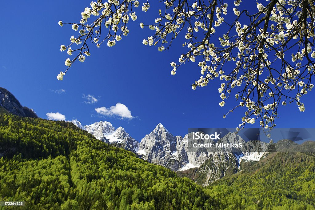 Primavera tempo perfeito - Royalty-free Alpes Europeus Foto de stock