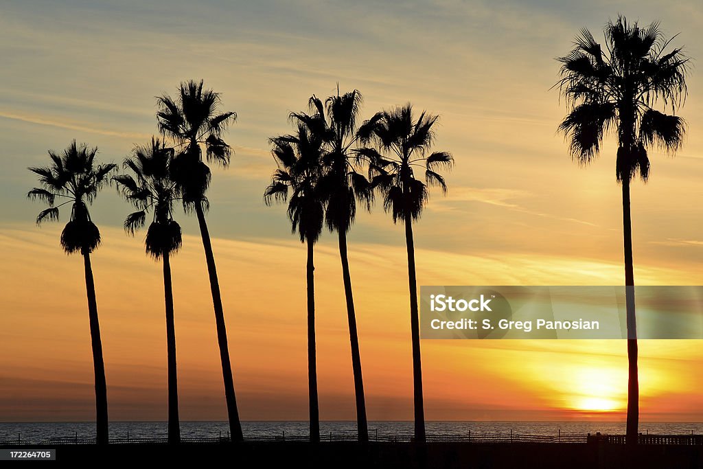 Venice Beach sunset Palm trees silhouetted at sunset (Venice, California). Palm Tree Stock Photo