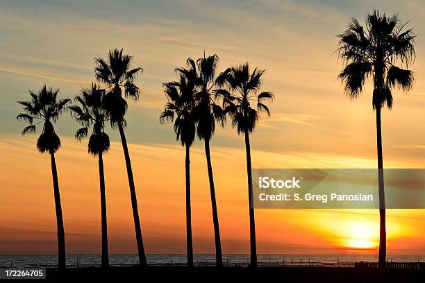 Venice Beach Sunset Stock Photo - Download Image Now - Palm Tree, California, Sunset