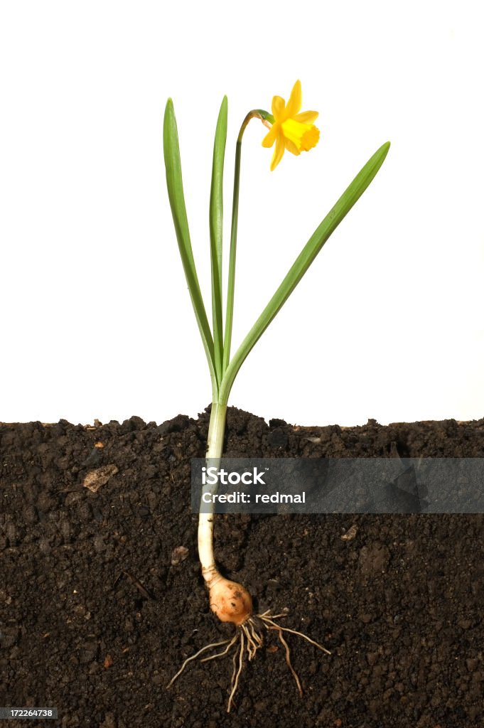 Gleby i kwiat - Zbiór zdjęć royalty-free (Korzeń)