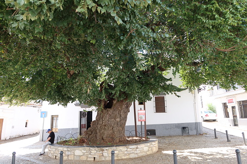 Cortelazor la Real, Huelva, Spain, September 20, 2023: An old man rests under an ancient elm tree in Cortelazor la Real in the Sierra de Aracena and peaks of Aroche, Huelva. Spain