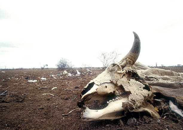 Beef skull placed against a stone wall
