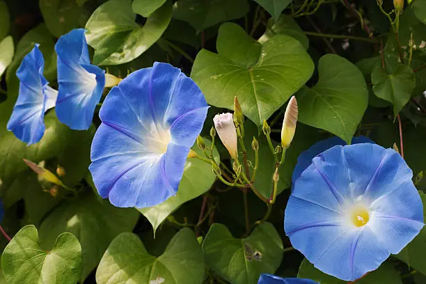 Close--up of a Morning Glory garden plant in full summer bloom. Horizontal format. 