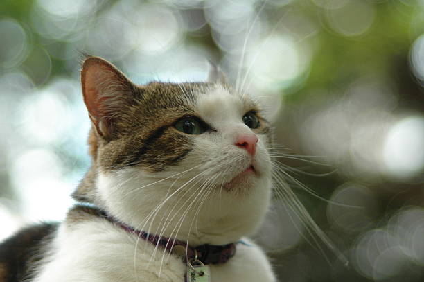 Gato Benção - fotografia de stock