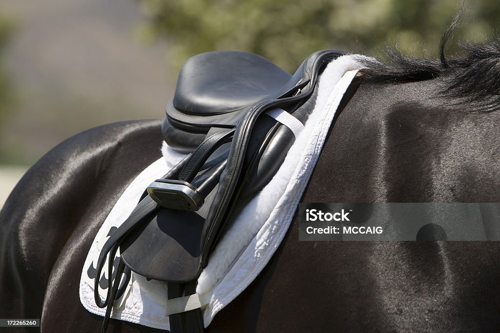 Caballo - Foto de stock de Aire libre libre de derechos