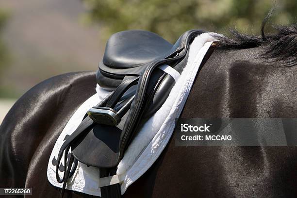 Cavalo - Fotografias de stock e mais imagens de Animal - Animal, Ao Ar Livre, Arrumado