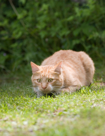 A ginger adult cat is about to pounce. Shallow focus is on the face. Adobe RGB 1998 profile.See also: