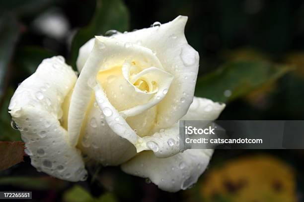 Photo libre de droit de White Rose Couvert De Gouttes De Pluie banque d'images et plus d'images libres de droit de Blanc - Blanc, Rose - Fleur, Rosée