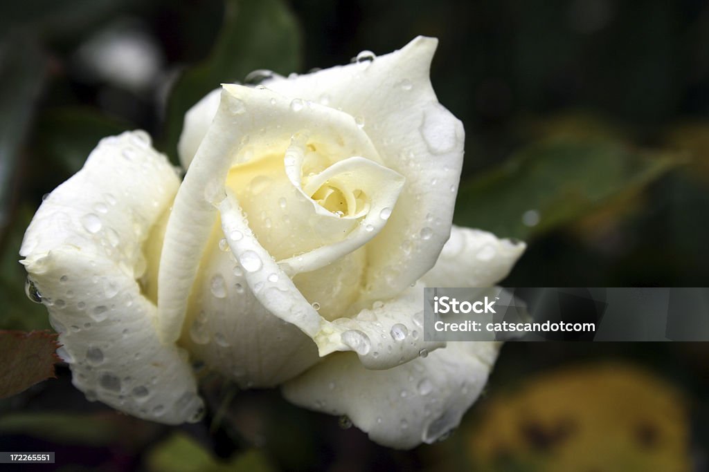 White rose covered in rain drops Beautiful white rose after a summer rain.  More Dew Stock Photo