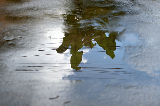 Tree reflection on puddle water on the street after rain