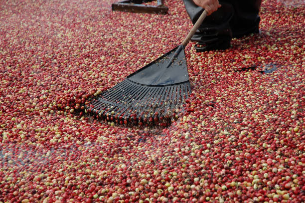 istock Cranberry harvest in NJ 172265727