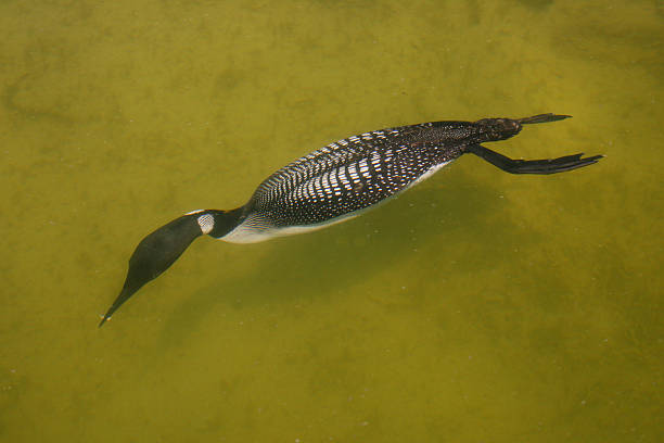 common Loon underwater loon swimming underwater with a small fish it just caught common loon photos stock pictures, royalty-free photos & images