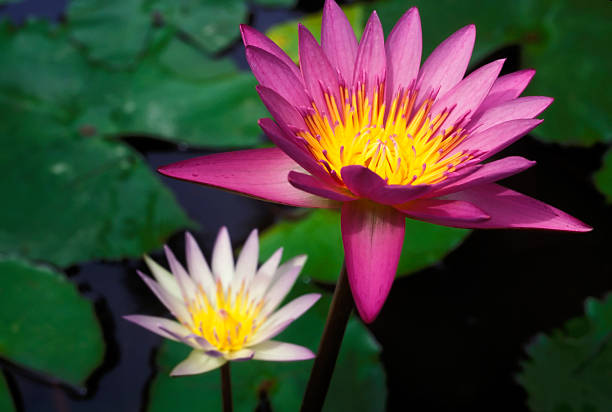 Nelumbo nucifera is known by a number of common names, including blue lotus, Indian lotus, sacred lotus, bean of India, and sacred water-lily.