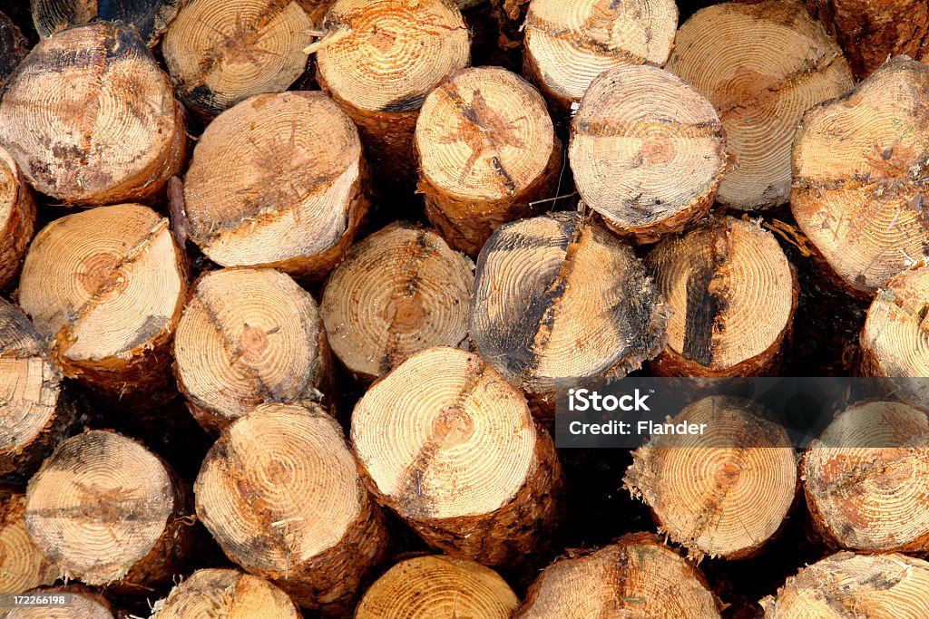 Caricato pine Log - Foto stock royalty-free di Albero