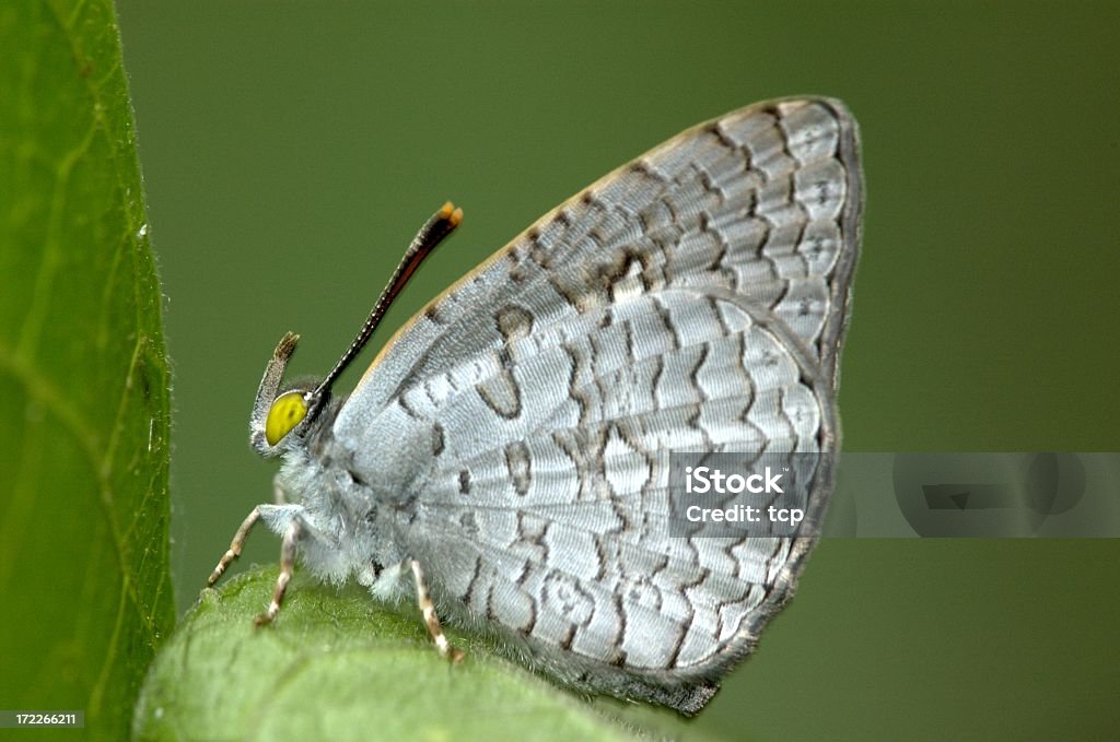 Apefly (Spalgis epius) à Singapour - Photo de Agripper libre de droits