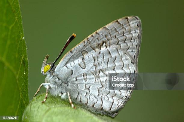 Photo libre de droit de Apefly À Singapour banque d'images et plus d'images libres de droit de Agripper - Agripper, Aile d'animal, Anatomie