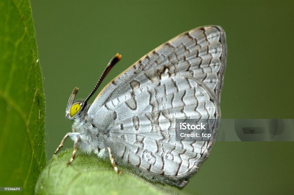 Apefly (Spalgis epius) em Cingapura - Foto de stock de Agarrar royalty-free