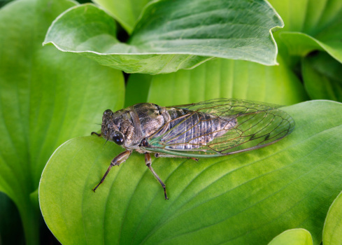 Subject: A Cicada resting on a leave