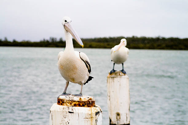 Pelican 2 stock photo