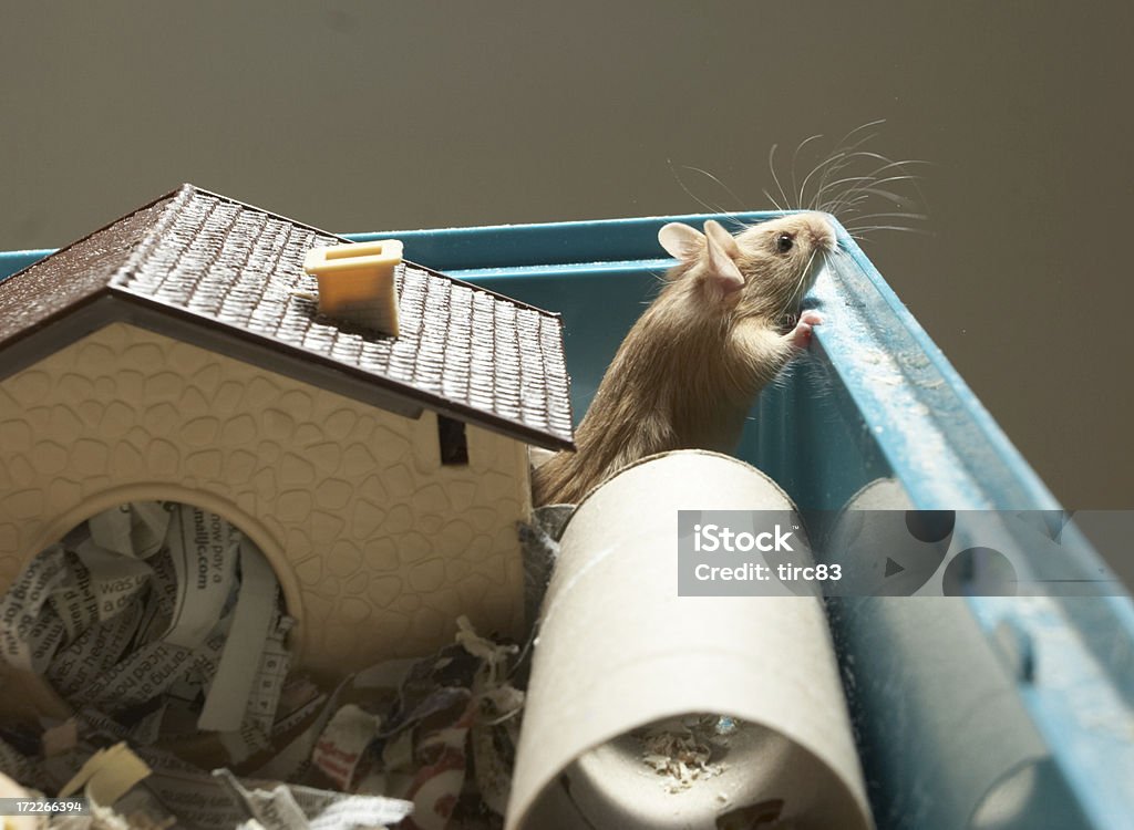 Mouse whiskers Animal Stock Photo