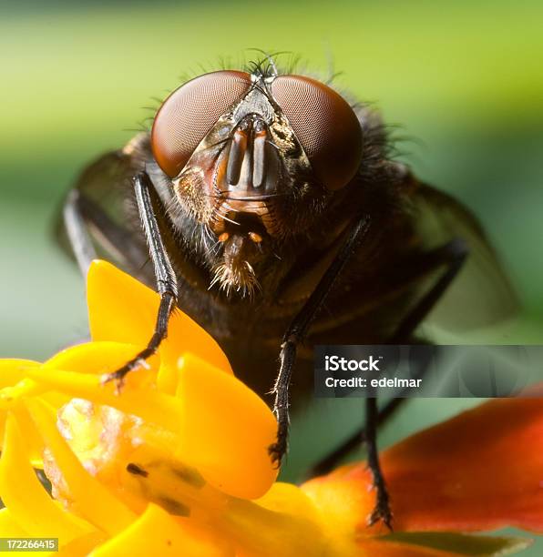 Big Fly Stock Photo - Download Image Now - Animal, Animal Body Part, Backgrounds