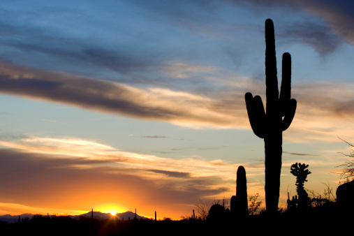 a beautiful suguaro cactus silhouetted against an arizona mountain sunset