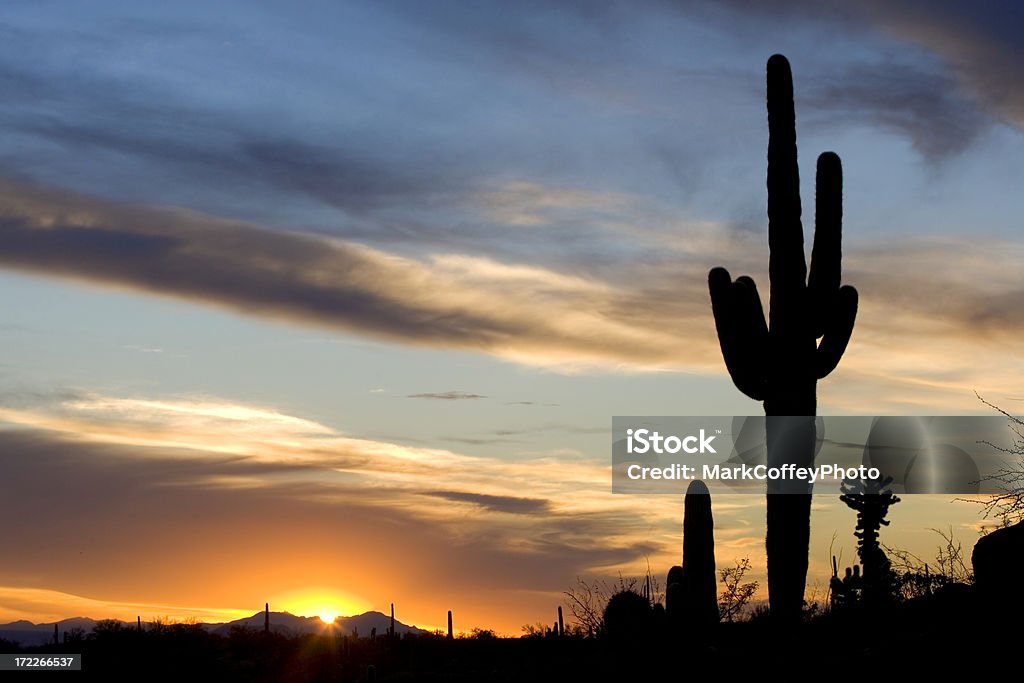 Beautiful cactus sunset a beautiful suguaro cactus silhouetted against an arizona mountain sunset In Silhouette Stock Photo