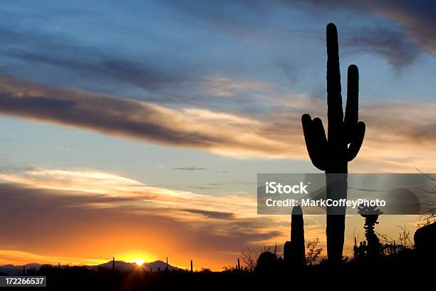 Beautiful Cactus Sunset Stock Photo - Download Image Now - In Silhouette, Saguaro Cactus, Cactus