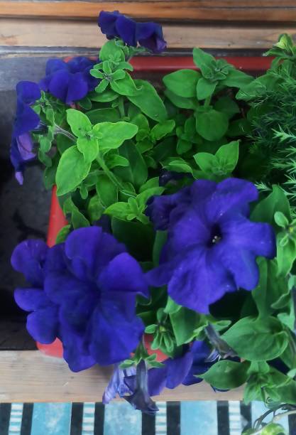 istock Cerulean Petunias 1722666577