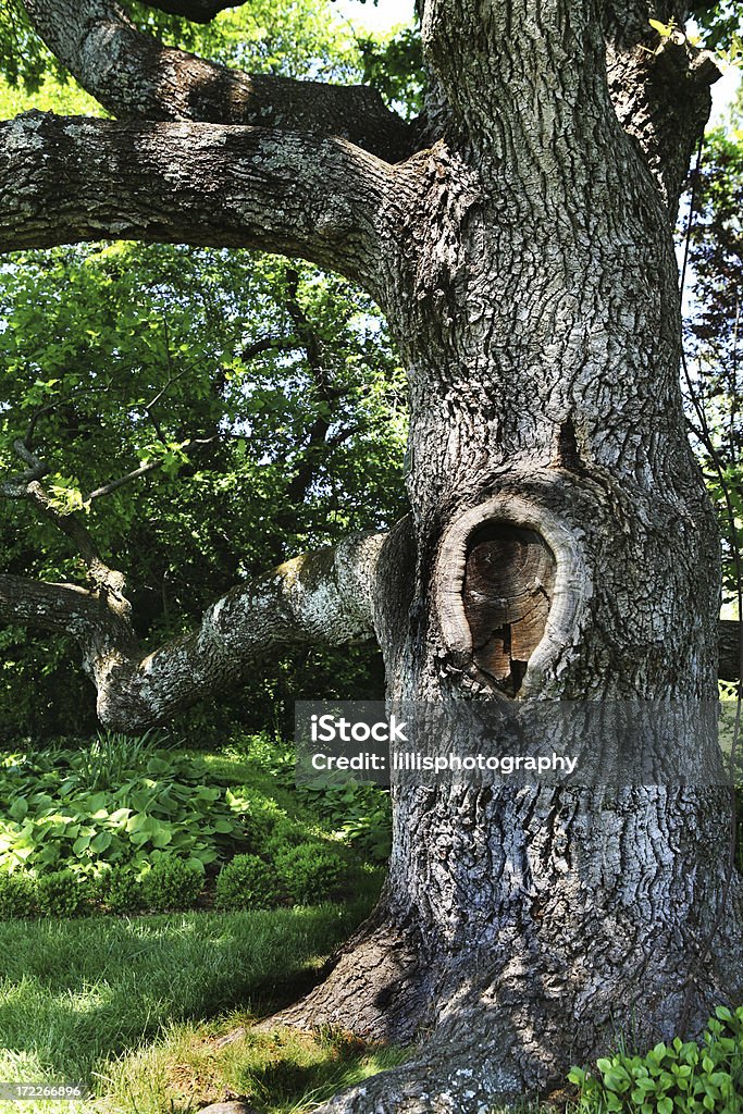 Старый Gnarled дерево, Crooked ветки сад Suburbia - Стоковые фото Без людей роялти-фри