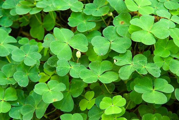 istock Flower Bed of (lucky) Clover 172266903
