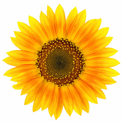 Sunflower isolated on white. Clipping path included.