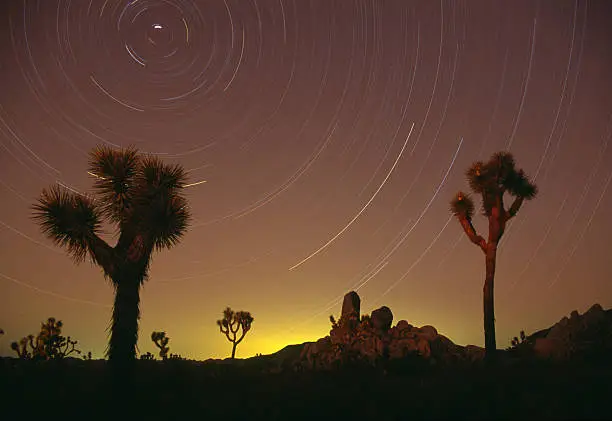 Startrails with Joshua Trees in the foreground.