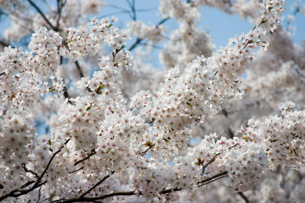 Branco e rosa Bloosom cereja - foto de acervo