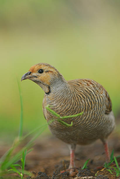 istock Closeup of a quail amidst the grass 172267218