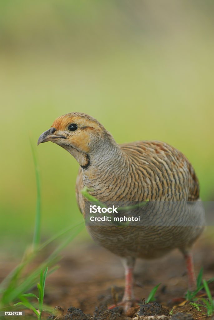 Closeup of a quail amidst the grass Close-up of a quail walking in grass Animal Stock Photo