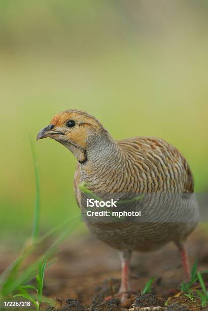 Closeup Of A Quail Amidst The Grass Stock Photo - Download Image Now - Animal, Animal Wildlife, Bird