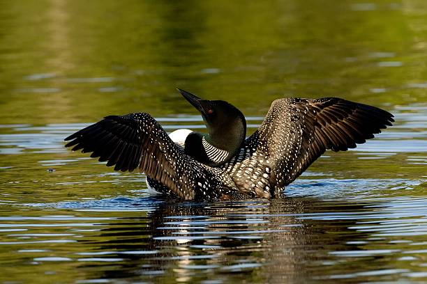 common Loon loon doing a wingflap common loon photos stock pictures, royalty-free photos & images