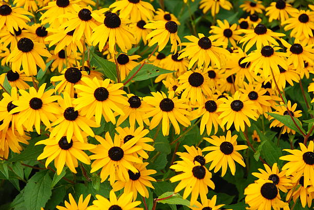 Yellow daisies with brown centers growing freely