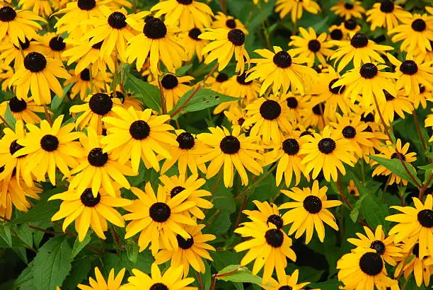 Photo of Yellow daisies with brown centers growing freely