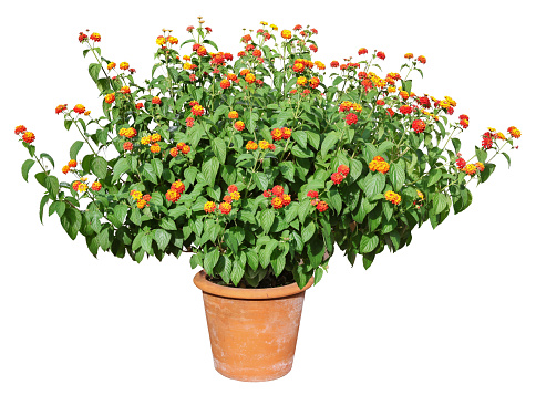 Very large potted plant with yellow-orange flowers and dense green foliage.