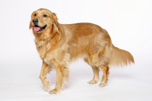 a golden retriever on a white background with right front leg up.