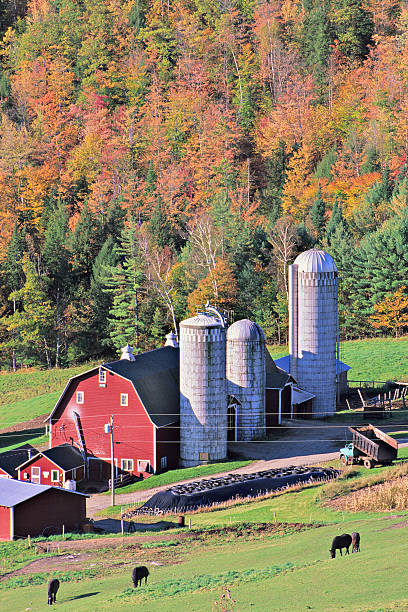 rurale del vermont - vermont farm dairy farm agricultural building foto e immagini stock