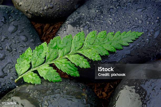 Foglia Di Felce - Fotografie stock e altre immagini di Accudire - Accudire, Acqua, Ambiente