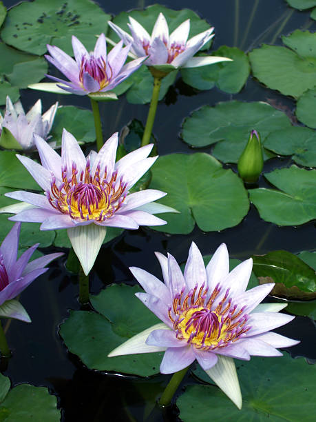 Group of blooming Water Lilies in a pond stock photo