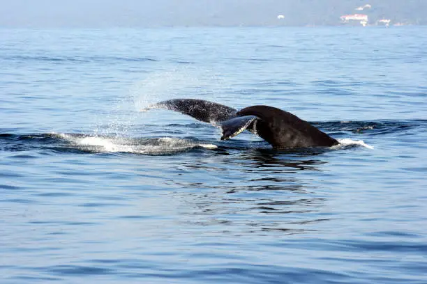 Humpbackwhale outside Dominican Republic in the Caribbean