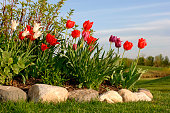 bunte-tulpen.jpg?b=1&s=170x170&k=20&c=iR